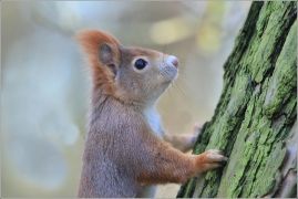 <p>VEVERKA OBECNÁ (Sciurus vulgaris) /Red squirrel - Eichhörnchen/</p>